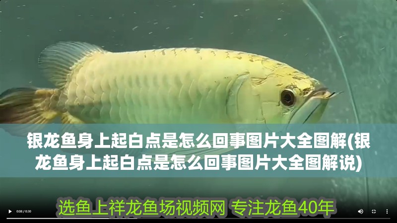 銀龍魚身上起白點是怎么回事圖片大全圖解(銀龍魚身上起白點是怎么回事圖片大全圖解說)