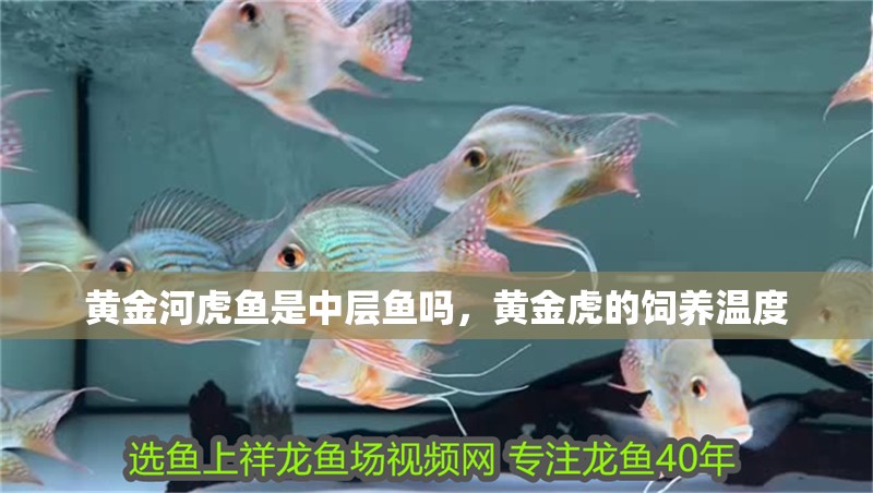 黃金河虎魚(yú)是中層魚(yú)嗎，黃金虎的飼養(yǎng)溫度