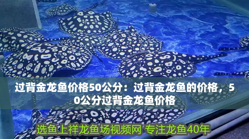 過背金龍魚價(jià)格50公分：過背金龍魚的價(jià)格，50公分過背金龍魚價(jià)格