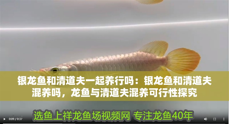 銀龍魚和清道夫一起養行嗎：銀龍魚和清道夫混養嗎，龍魚與清道夫混養可行性探究