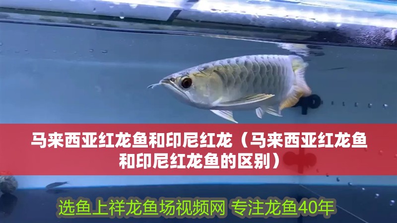 馬來西亞紅龍魚和印尼紅龍（馬來西亞紅龍魚和印尼紅龍魚的區別）