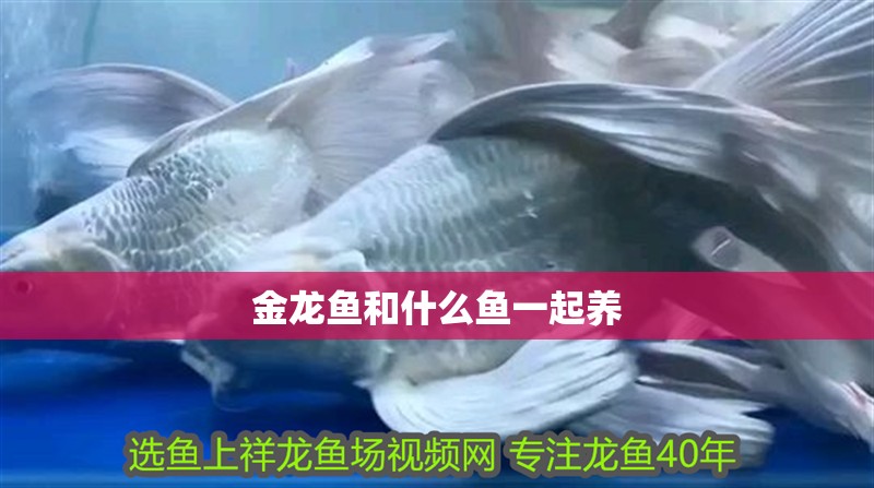 金龍魚和什么魚一起養(yǎng)