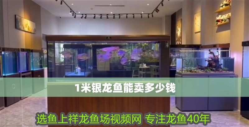 1米銀龍魚能賣多少錢