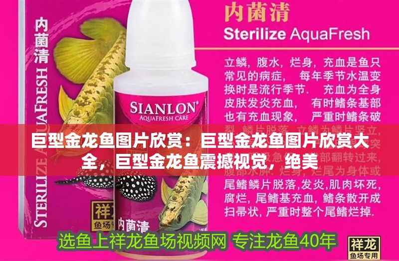 巨型金龍魚圖片欣賞：巨型金龍魚圖片欣賞大全，巨型金龍魚震撼視覺，絕美