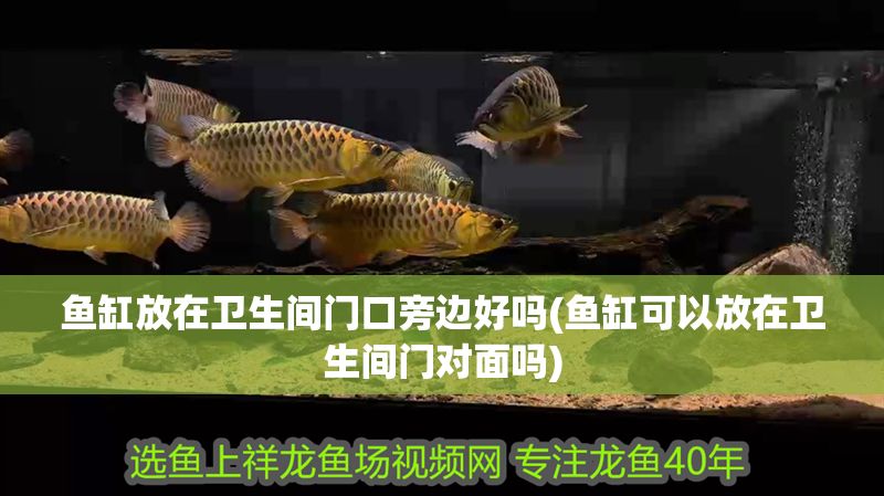 魚缸放在衛生間門口旁邊好嗎(魚缸可以放在衛生間門對面嗎) 錦鯉魚百科 第1張 魚缸放在衛生間門口旁邊好嗎(魚缸可以放在衛生間門對面嗎) 魚缸放在衛生間門口旁邊好嗎(魚缸可以放在衛生間門對面嗎) 錦鯉魚百科 第1張