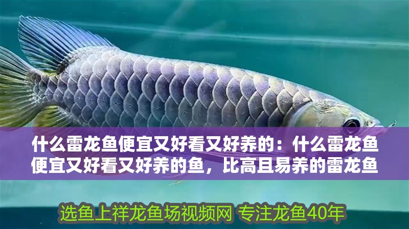 什么雷龍魚便宜又好看又好養的：什么雷龍魚便宜又好看又好養的魚，比高且易養的雷龍魚品種推薦