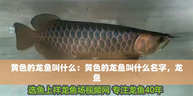 黃色的龍魚叫什么：黃色的龍魚叫什么名字，龍魚