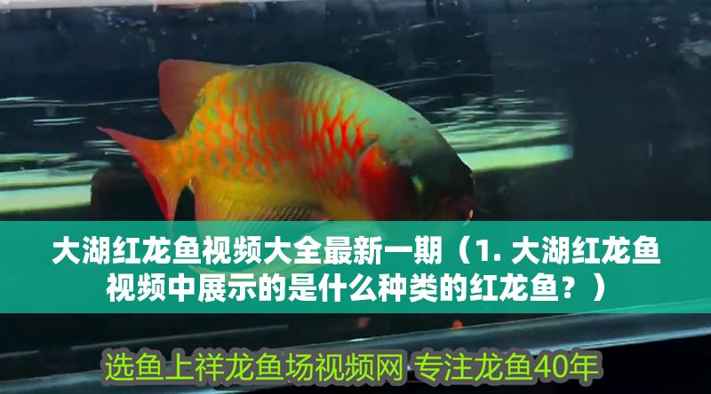 龍魚日常準備藥（小說最新章節更新時間）龍魚日常必備藥物與小說最新章節更新時間指南