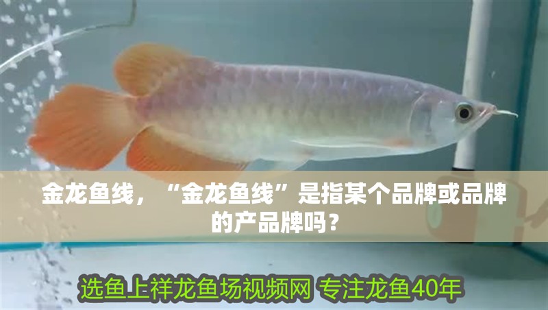 金龍魚線，“金龍魚線”是指某個品牌或品牌的產品牌嗎？