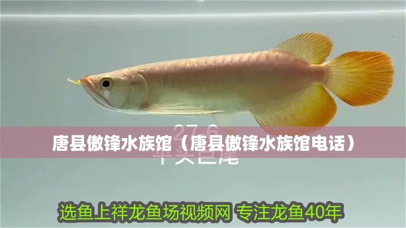 唐縣傲鋒水族館（唐縣傲鋒水族館電話） 唐縣傲鋒水族館（唐縣傲鋒水族館電話） 全國(guó)水族館企業(yè)名錄 第2張