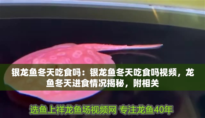 銀龍魚冬天吃食嗎：銀龍魚冬天吃食嗎視頻，龍魚冬天進食情況揭秘，附相關