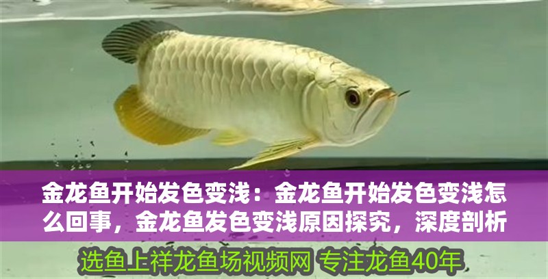 金龍魚開始發(fā)色變淺：金龍魚開始發(fā)色變淺怎么回事，金龍魚發(fā)色變淺原因探究，深度剖析背后因素