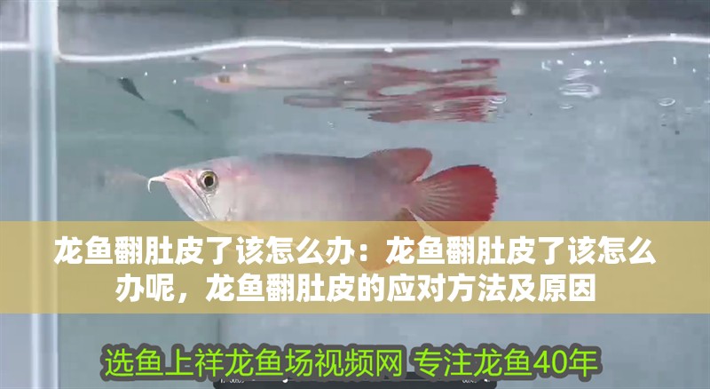 龍魚翻肚皮了該怎么辦：龍魚翻肚皮了該怎么辦呢，龍魚翻肚皮的應對方法及原因