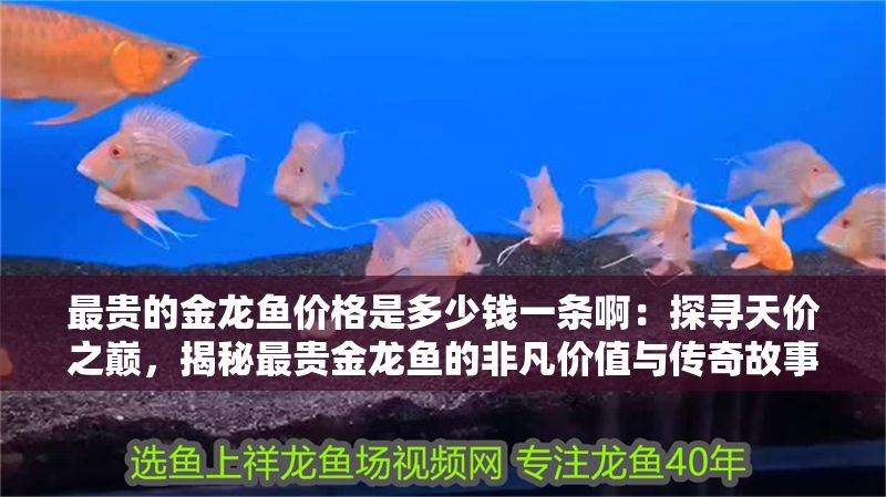 最貴的金龍魚價格是多少錢一條啊：探尋天價之巔，揭秘最貴金龍魚的非凡價值與傳奇故事