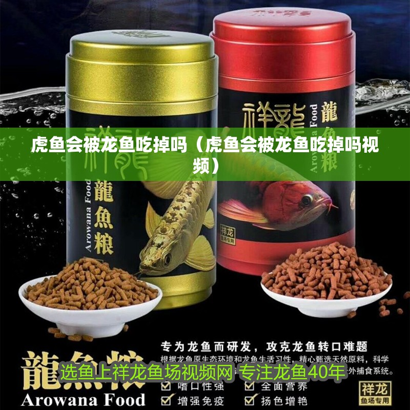 虎魚會被龍魚吃掉嗎（虎魚會被龍魚吃掉嗎視頻）