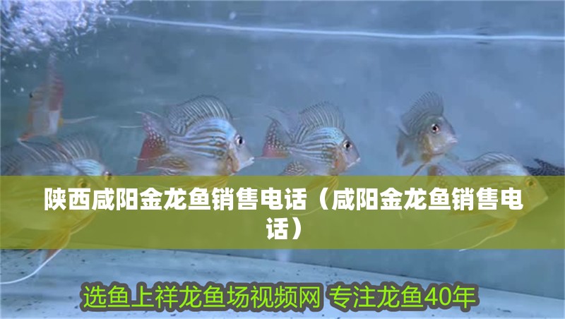 陜西咸陽金龍魚銷售電話（咸陽金龍魚銷售電話）