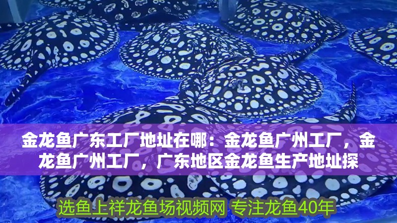 金龍魚廣東工廠地址在哪：金龍魚廣州工廠，金龍魚廣州工廠，廣東地區金龍魚生產地址探