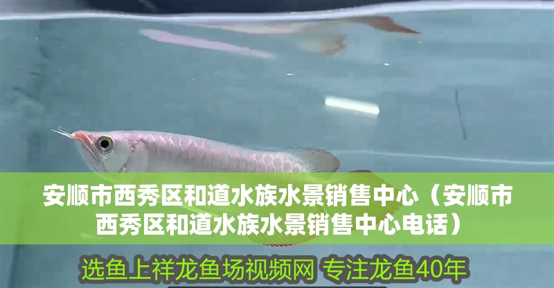 安順市西秀區和道水族水景銷售中心（安順市西秀區和道水族水景銷售中心電話）