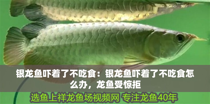 銀龍魚嚇著了不吃食：銀龍魚嚇著了不吃食怎么辦，龍魚受驚拒