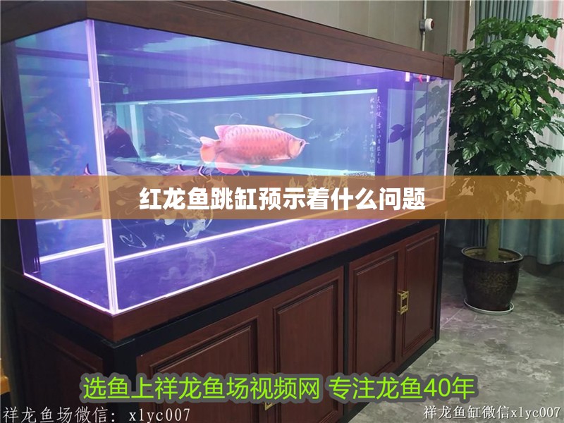 紅龍魚(yú)跳缸預(yù)示著什么問(wèn)題