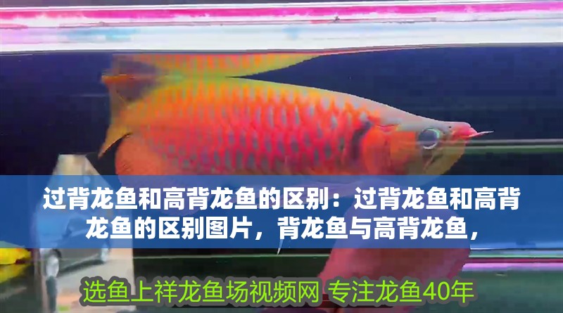 過背龍魚和高背龍魚的區別：過背龍魚和高背龍魚的區別圖片，背龍魚與高背龍魚，
