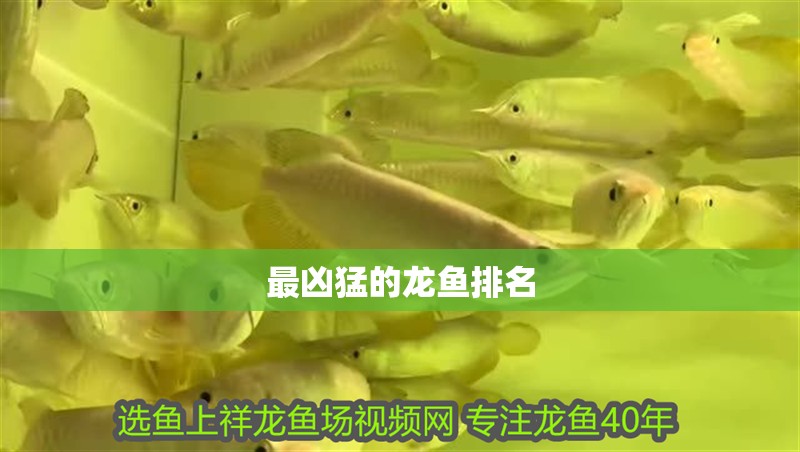 最兇猛的龍魚排名