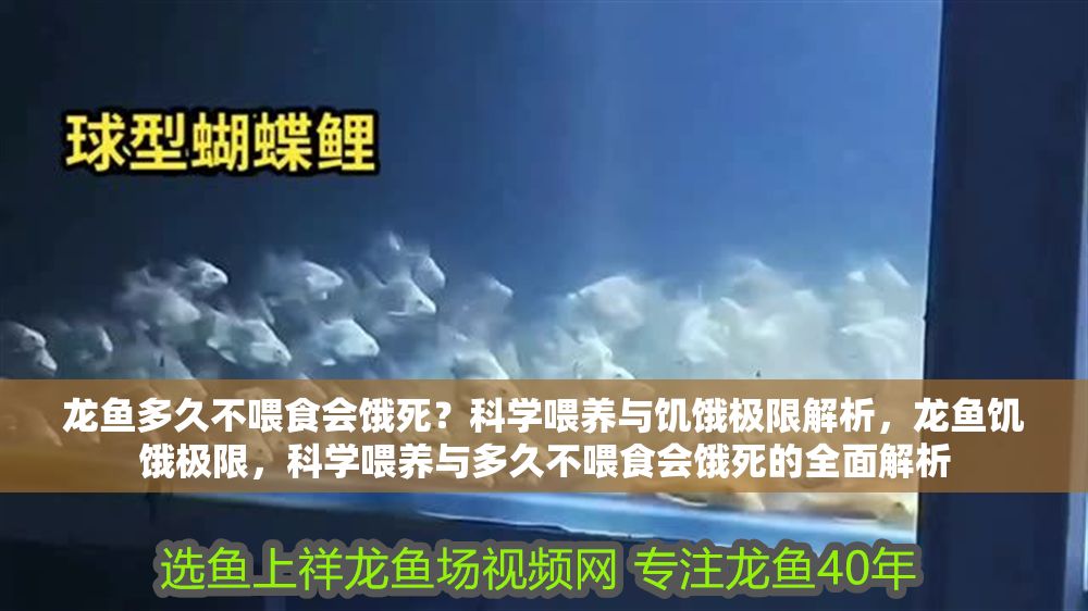 龍魚多久不喂食會餓死？科學喂養與饑餓極限解析，龍魚饑餓極限，科學喂養與多久不喂食會餓死的全面解析