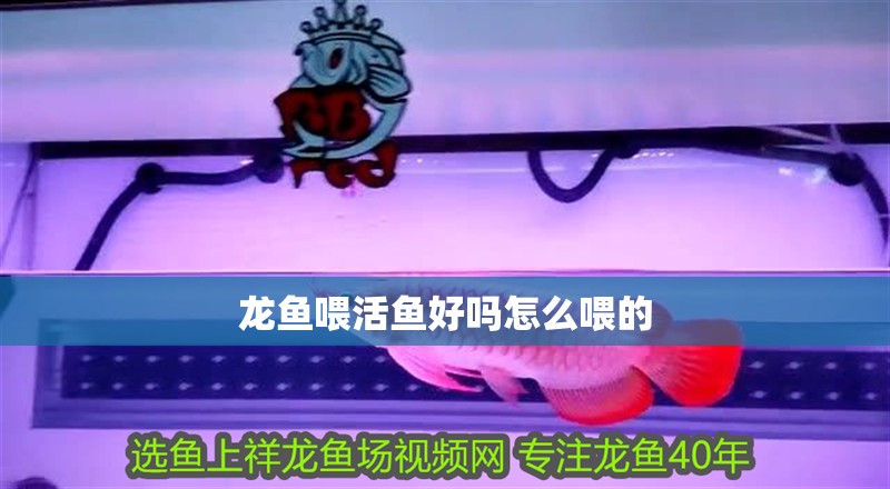 龍魚喂活魚好嗎怎么喂的