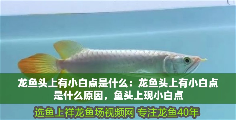 龍魚頭上有小白點是什么：龍魚頭上有小白點是什么原因，魚頭上現(xiàn)小白點