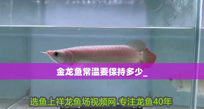 金龍魚常溫要保持多少_