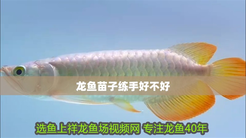 龍魚苗子練手好不好