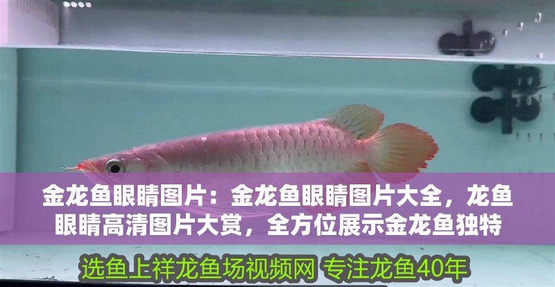 金龍魚眼睛圖片：金龍魚眼睛圖片大全，龍魚眼睛高清圖片大賞，全方位展示金龍魚獨特