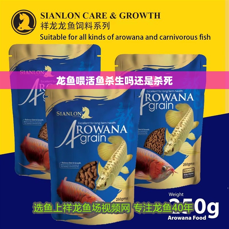 龍魚喂活魚殺生嗎還是殺死