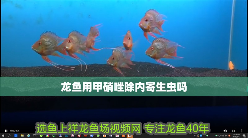 龍魚用甲硝唑除內(nèi)寄生蟲嗎