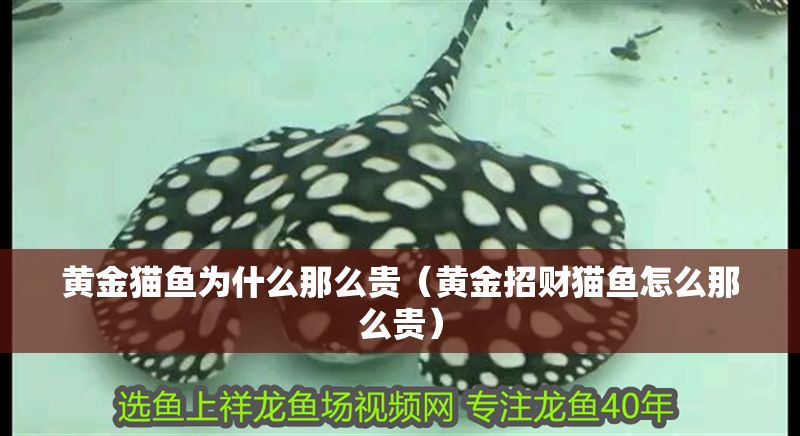 黃金貓魚為什么那么貴（黃金招財(cái)貓魚怎么那么貴）