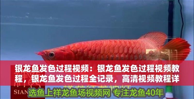 銀龍魚發色過程視頻：銀龍魚發色過程視頻教程，銀龍魚發色過程全記錄，高清視頻教程詳解