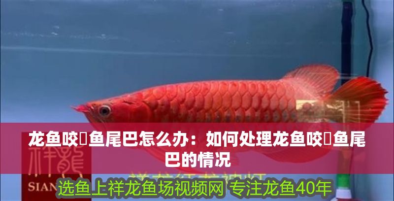 龍魚咬魟魚尾巴怎么辦：如何處理龍魚咬魟魚尾巴的情況