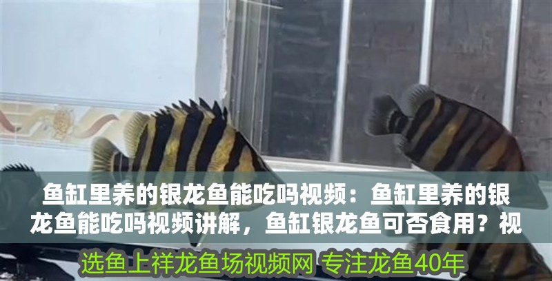 魚缸里養的銀龍魚能吃嗎視頻:魚缸里養的銀龍魚能吃嗎視頻講解,魚缸銀龍魚可否食用?視頻深度 水族問答 魚缸里養的銀龍魚能吃嗎視頻:魚缸里養的銀龍魚能吃嗎視頻講解,魚缸銀龍魚可否食用?視頻深度 魚缸里養的銀龍魚能吃嗎視頻:魚缸里養的銀龍魚能吃嗎視頻講解,魚缸銀龍魚可否食用?視頻深度 水族問答