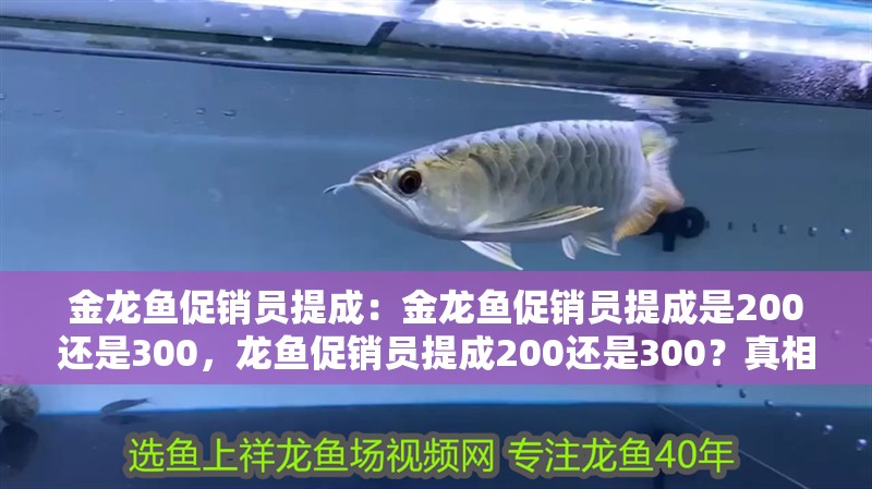 金龍魚促銷員提成：金龍魚促銷員提成是200還是300，龍魚促銷員提成200還是300？真相