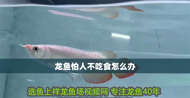 龍魚怕人不吃食怎么辦