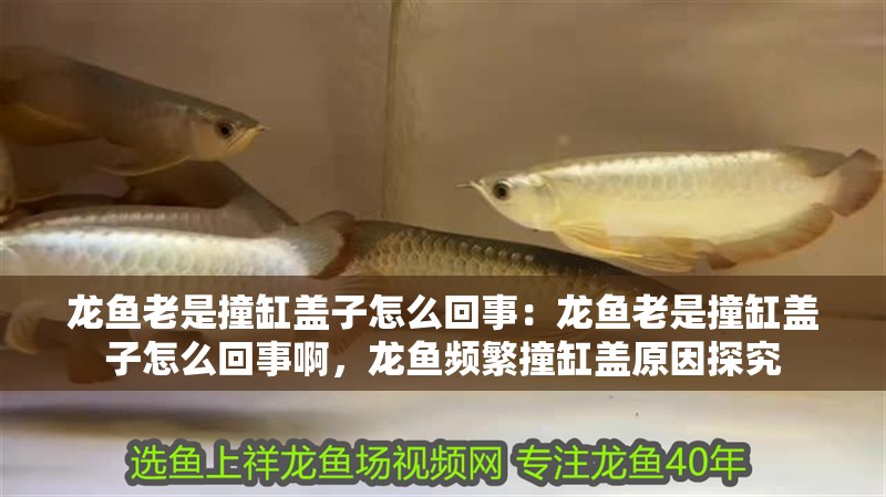 龍魚老是撞缸蓋子怎么回事：龍魚老是撞缸蓋子怎么回事啊，龍魚頻繁撞缸蓋原因探究