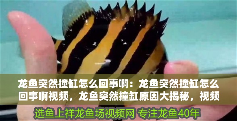 龍魚(yú)突然撞缸怎么回事啊：龍魚(yú)突然撞缸怎么回事啊視頻，龍魚(yú)突然撞缸原因大揭秘，視頻解析與應(yīng)對(duì)方法