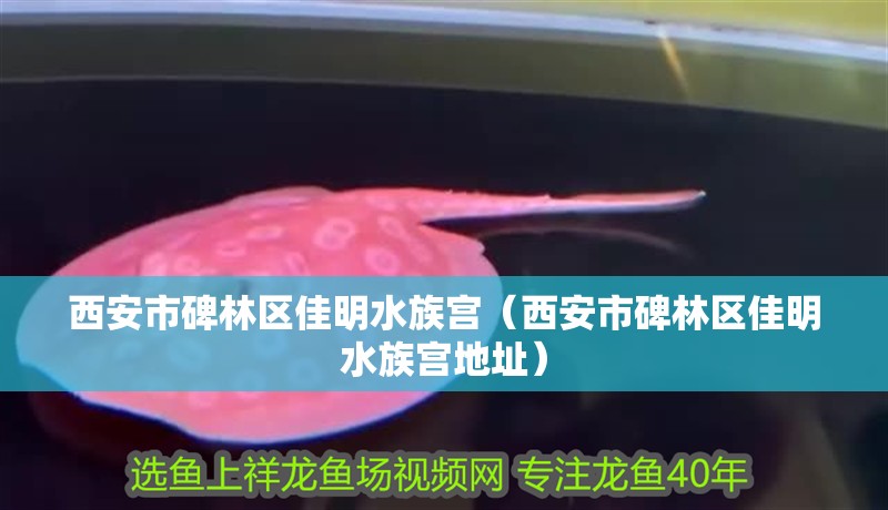 西安市碑林區(qū)佳明水族宮（西安市碑林區(qū)佳明水族宮地址）