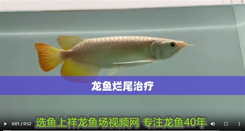 龍魚爛尾治療