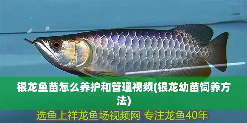 銀龍魚苗怎么養護和管理視頻(銀龍幼苗飼養方法) 銀龍魚百科 第1張 銀龍魚苗怎么養護和管理視頻(銀龍幼苗飼養方法) 銀龍魚苗怎么養護和管理視頻(銀龍幼苗飼養方法) 銀龍魚百科 第1張