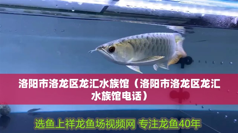 洛陽市洛龍區龍匯水族館（洛陽市洛龍區龍匯水族館電話）