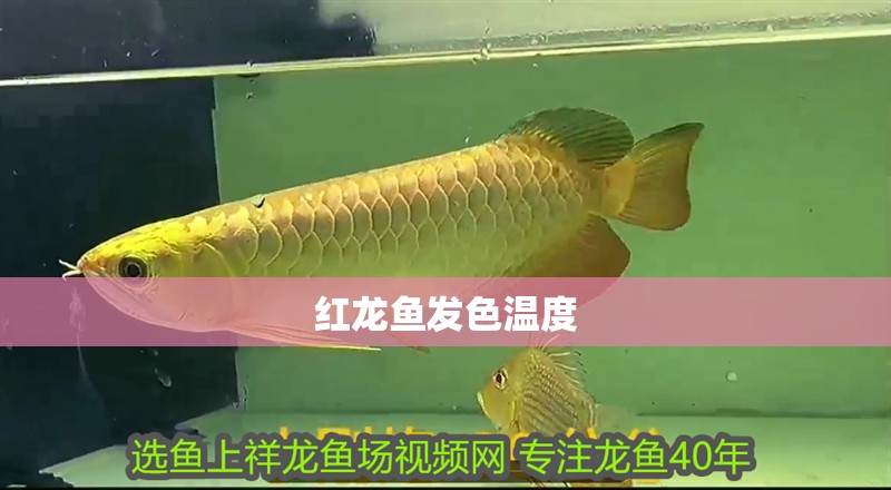 紅龍魚發(fā)色溫度