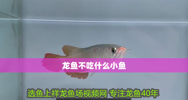 龍魚不吃什么小魚 龍魚不吃什么小魚 龍魚百科 第2張