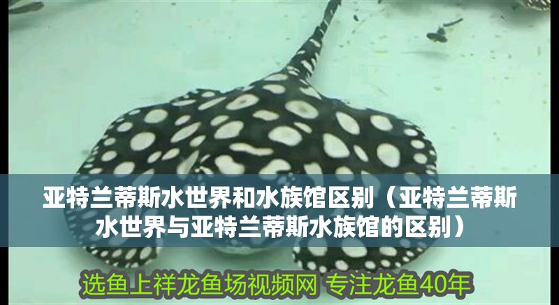 亞特蘭蒂斯水世界和水族館區別（亞特蘭蒂斯水世界與亞特蘭蒂斯水族館的區別）