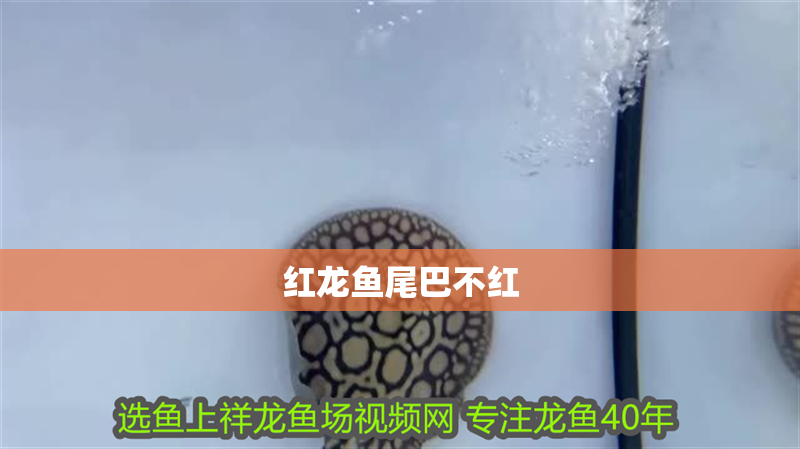 紅龍魚尾巴不紅